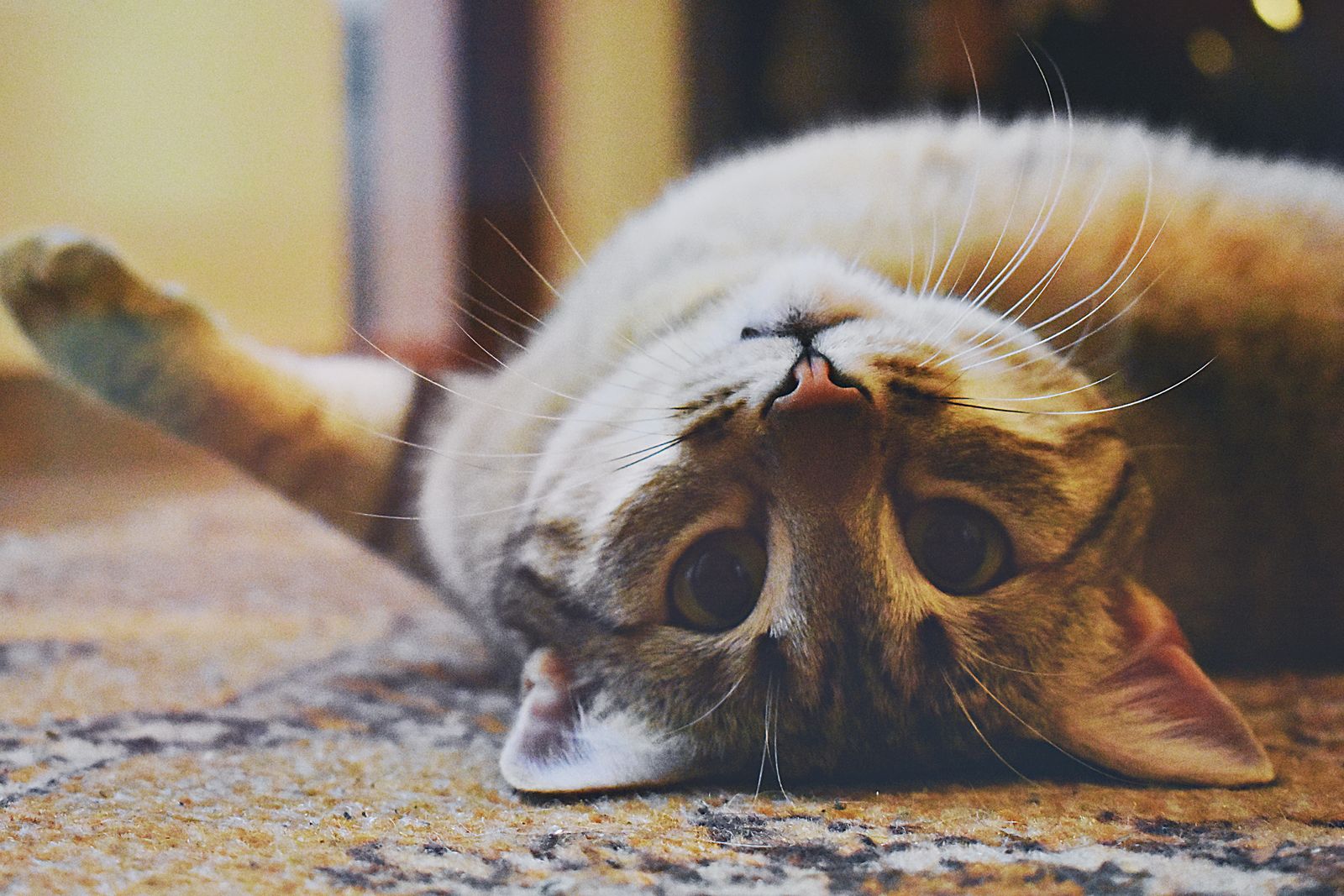 Cat sitting on a carpet at home